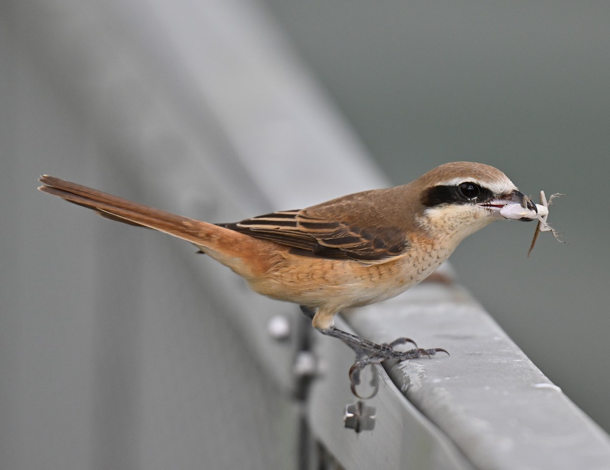 Brown Shrike - ML643644306