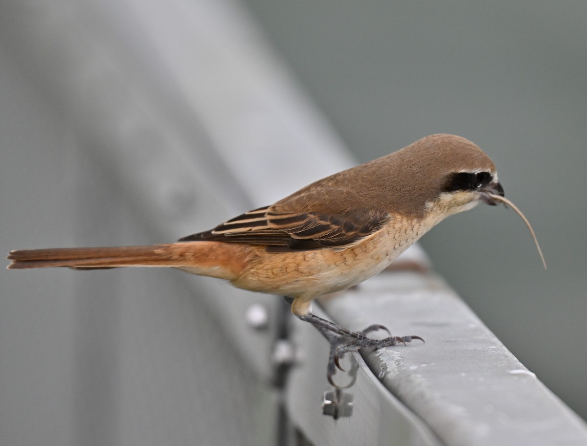 Brown Shrike - ML643644307