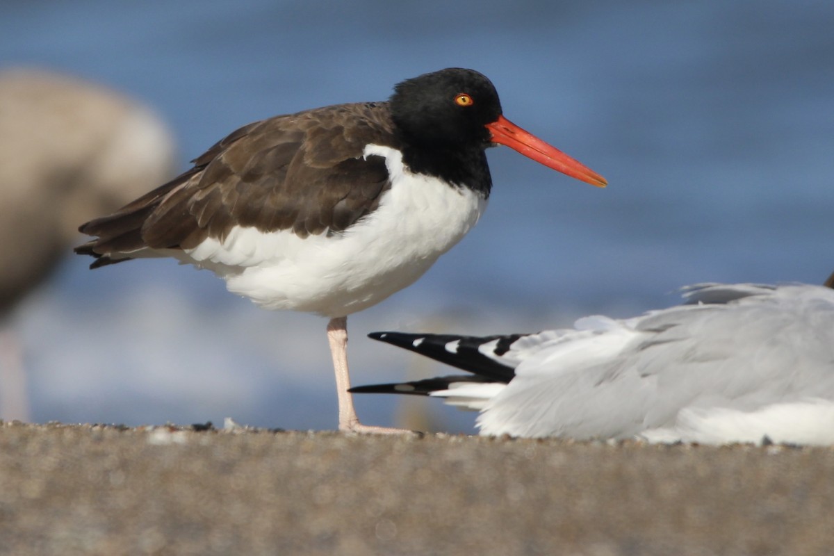 American Oystercatcher - ML643644313