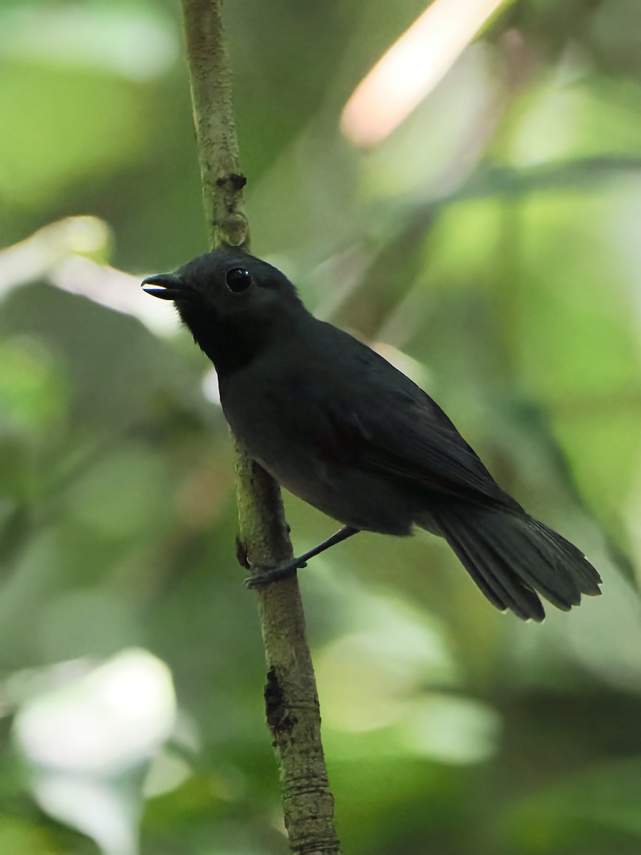 Dusky-throated Antshrike - ML643644314