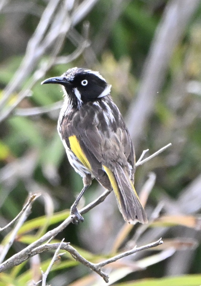 New Holland Honeyeater - ML643644317