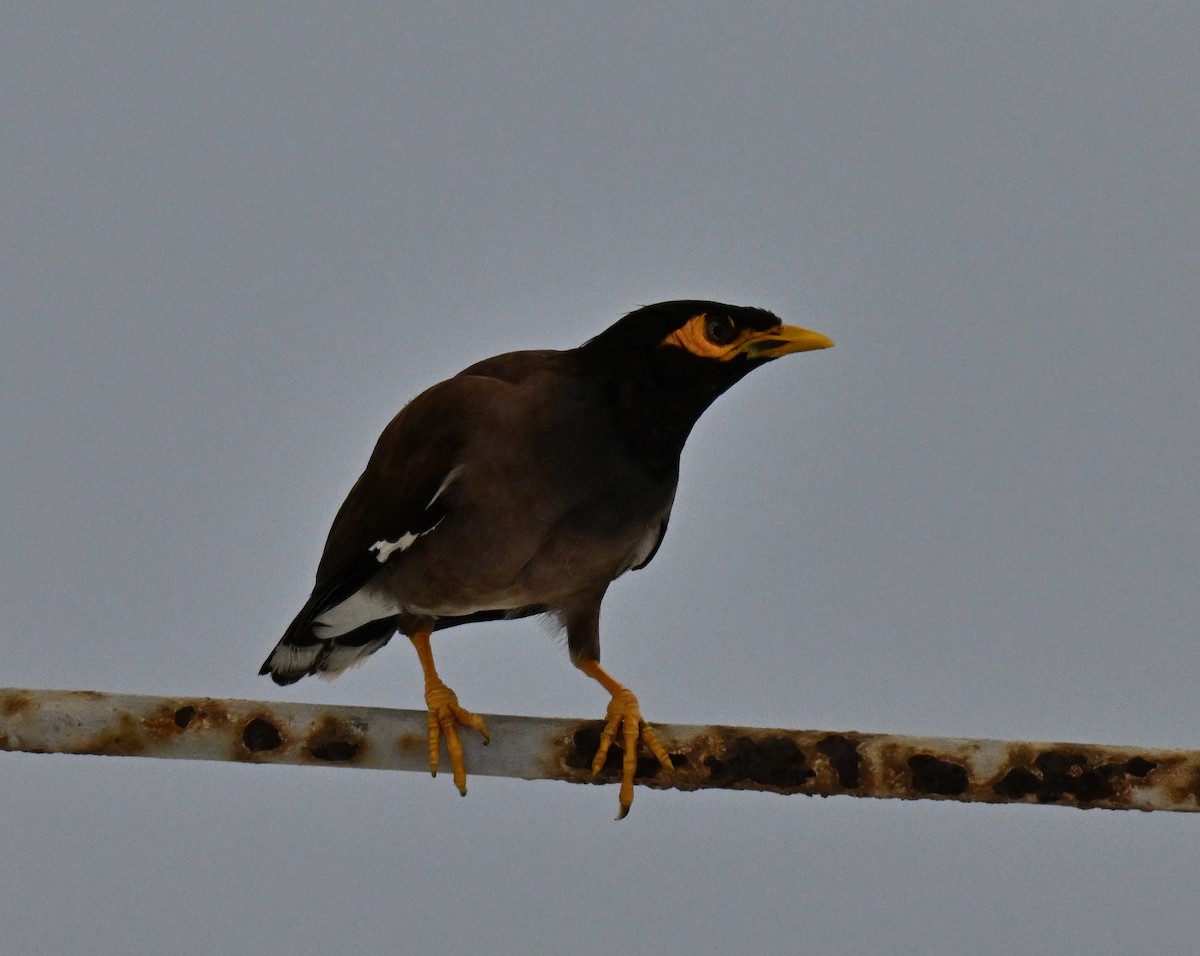 Common Myna - ML643644320
