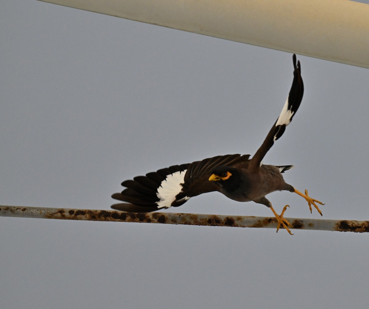 Common Myna - ML643644321