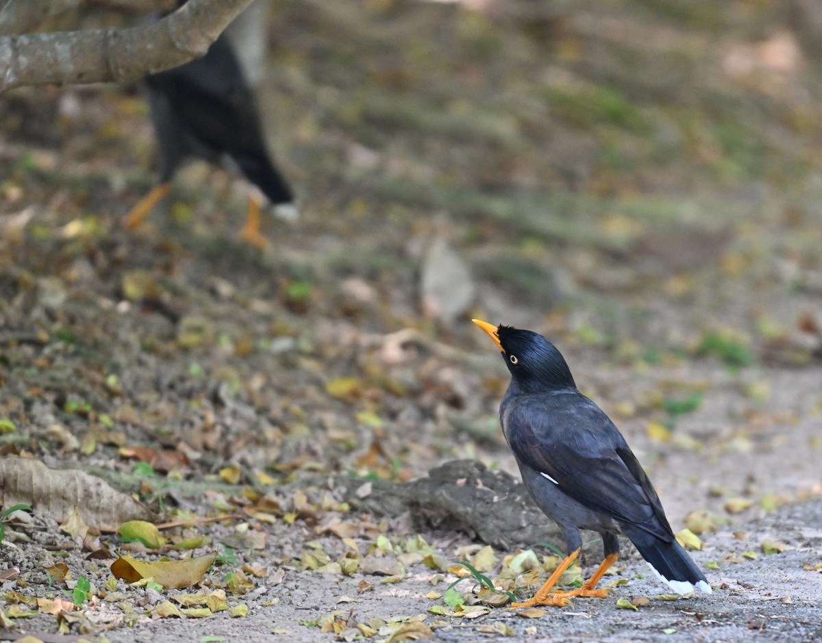 Javan Myna - ML643644325