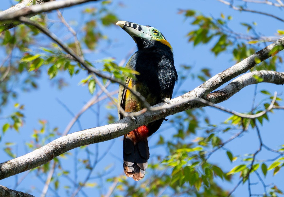 Spot-billed Toucanet - ML643644328