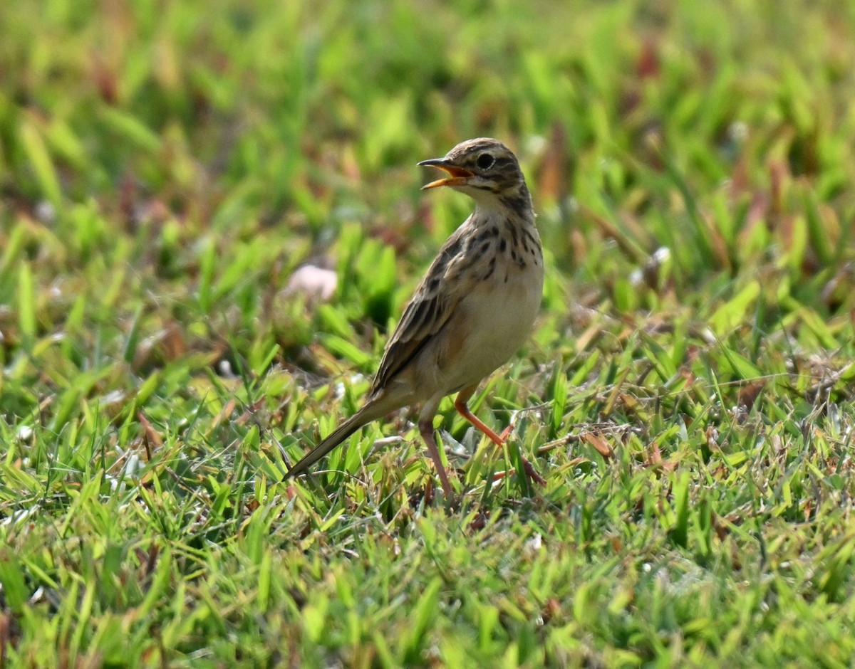 Paddyfield Pipit - ML643644339