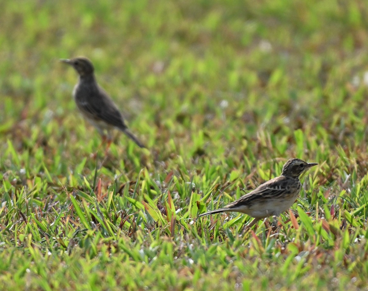 Paddyfield Pipit - ML643644340