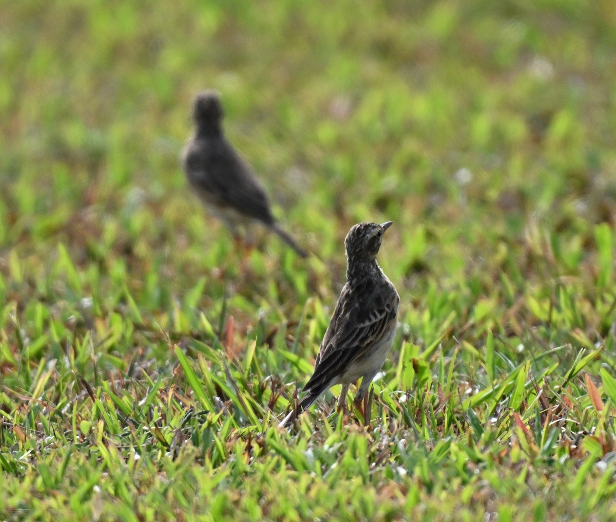Paddyfield Pipit - ML643644341