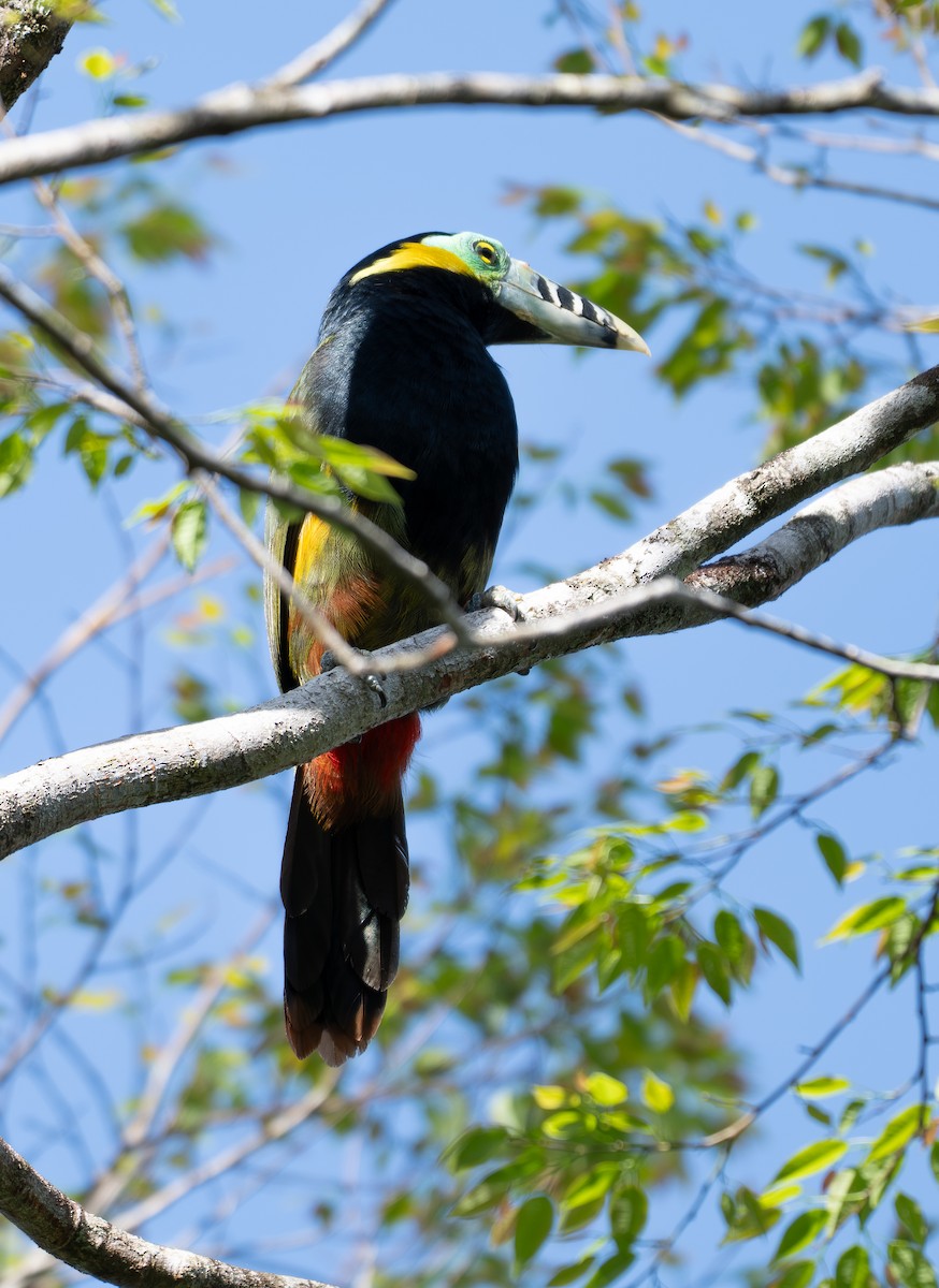 Spot-billed Toucanet - ML643644345