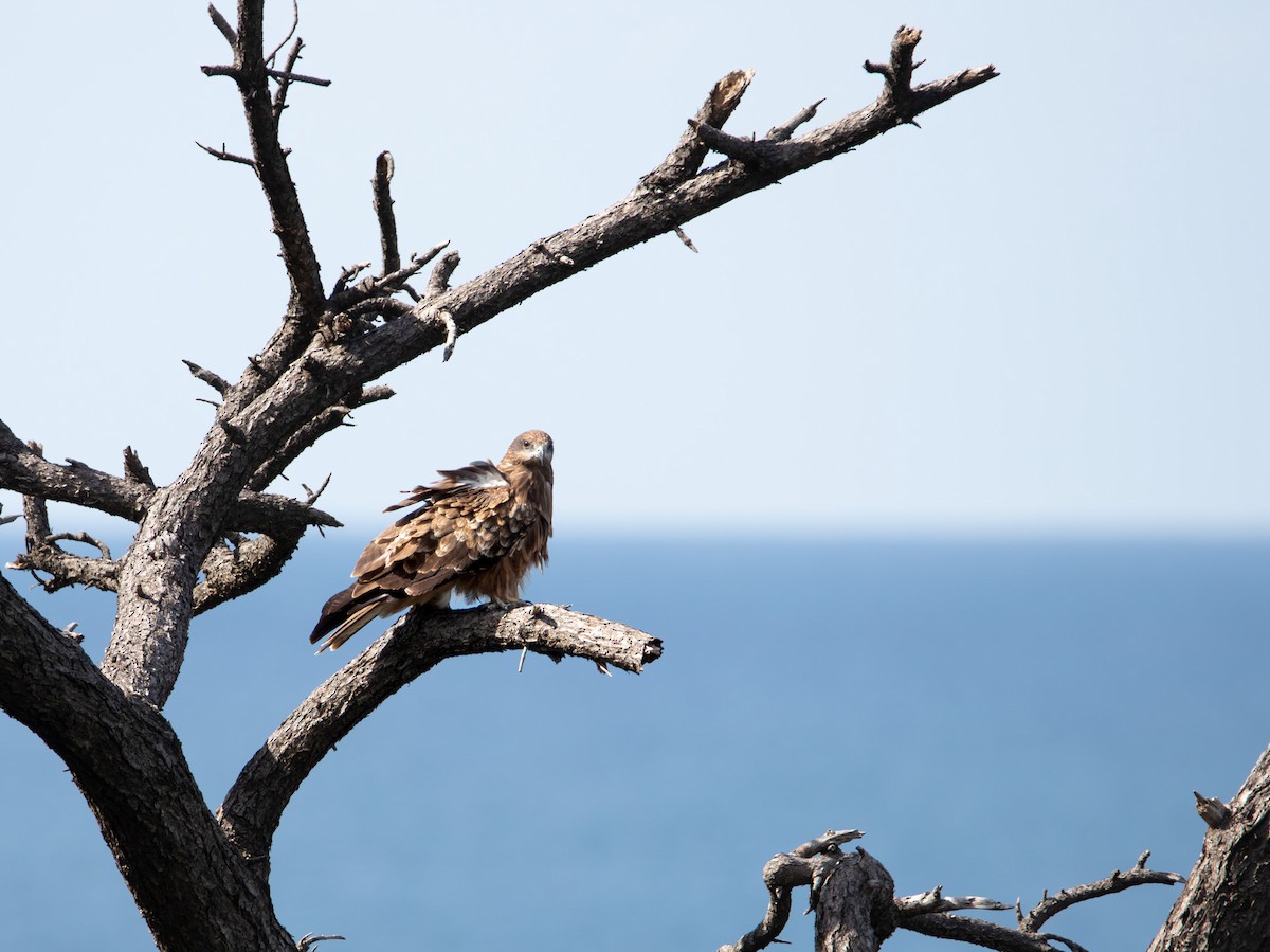 Black Kite - ML643644346