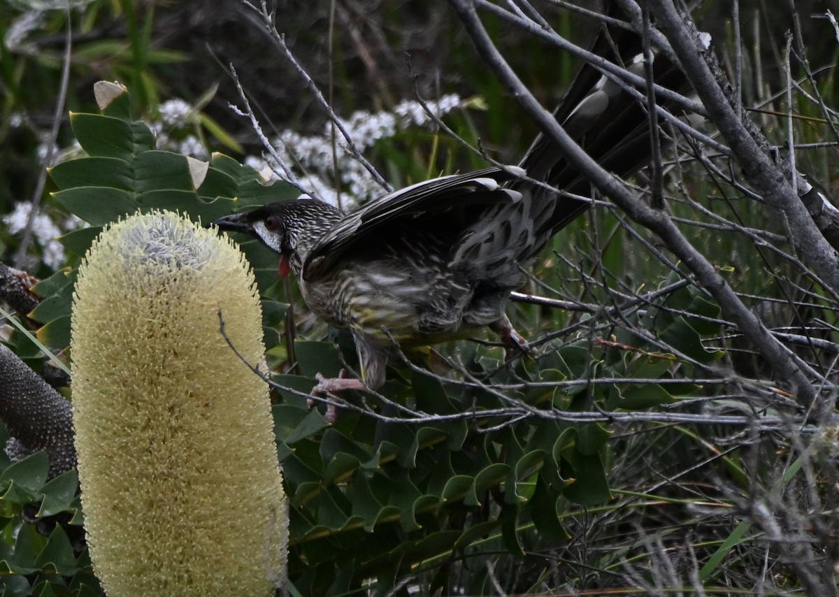 Red Wattlebird - ML643644358