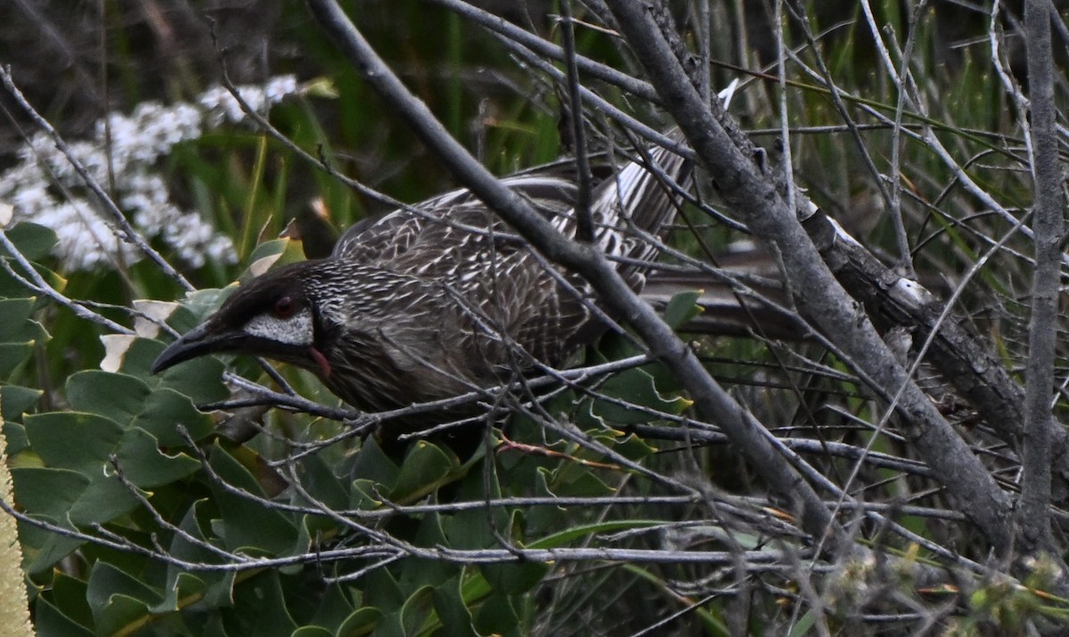 Red Wattlebird - ML643644359