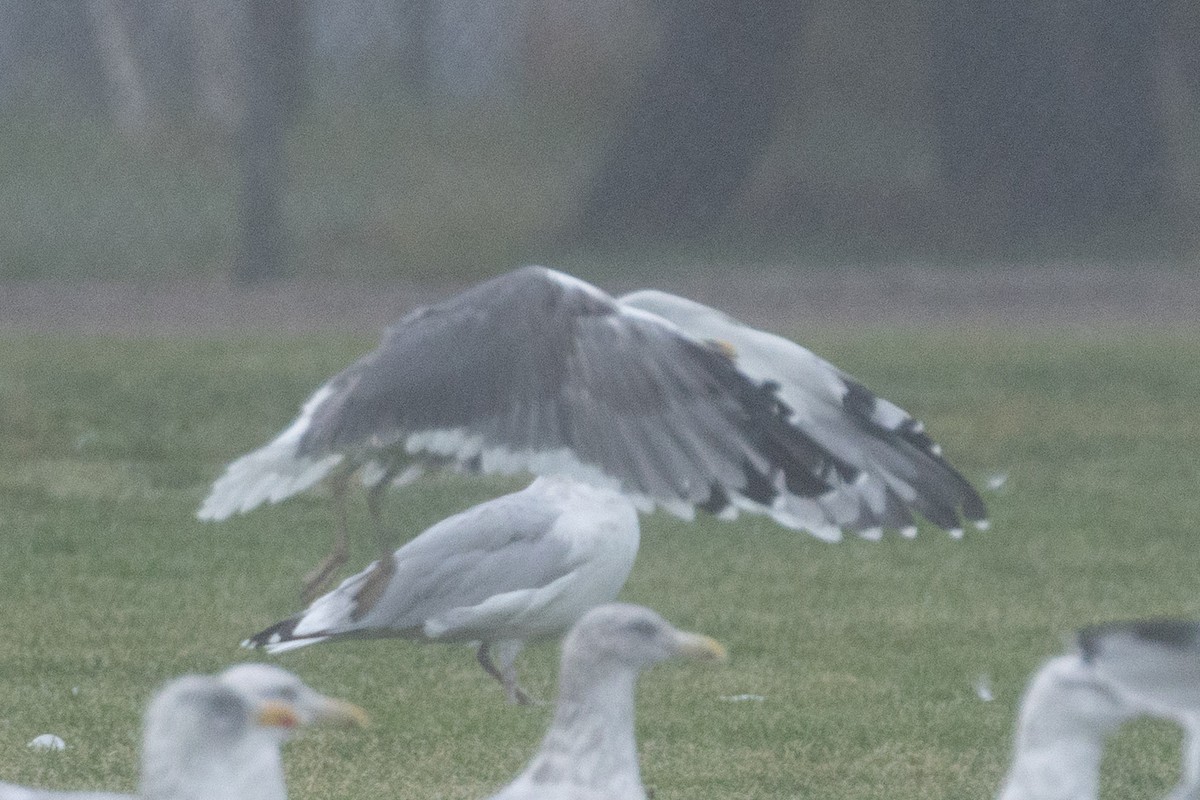 Möwe, unbestimmt - ML643644360