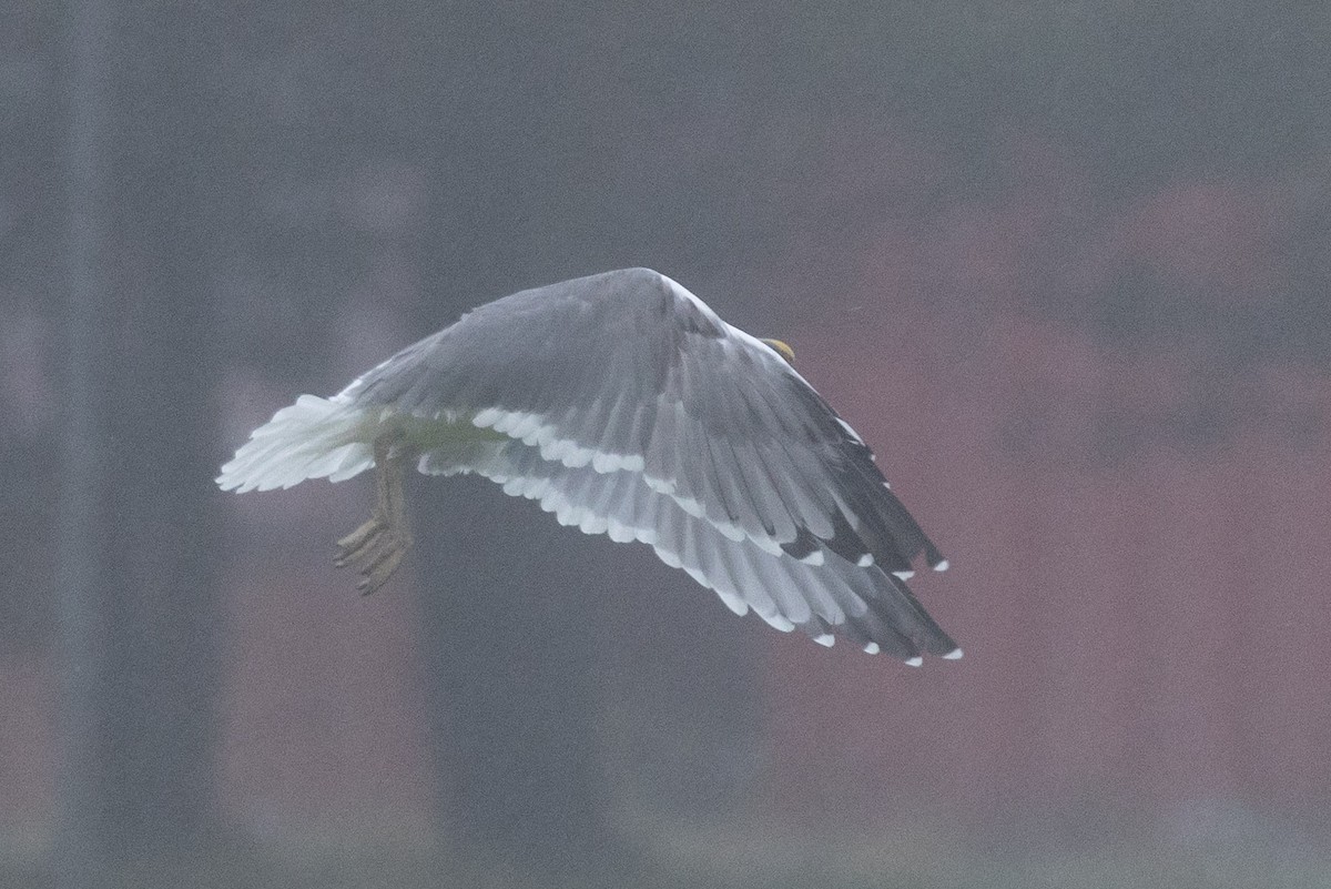 Möwe, unbestimmt - ML643644364