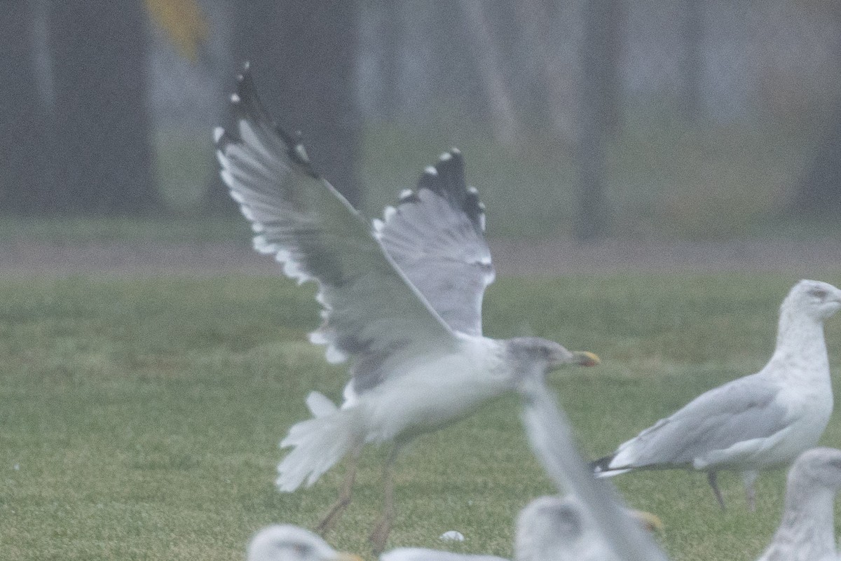 Möwe, unbestimmt - ML643644369