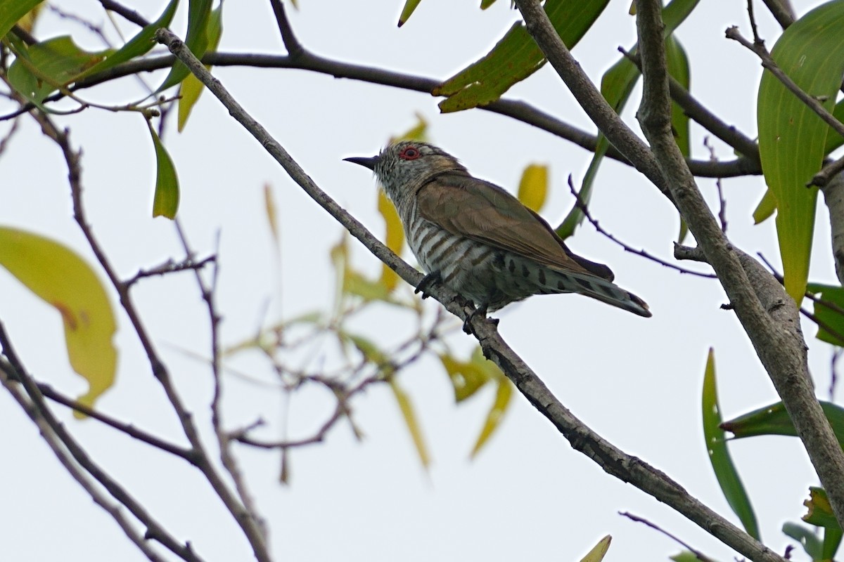 アカメテリカッコウ - ML643644376