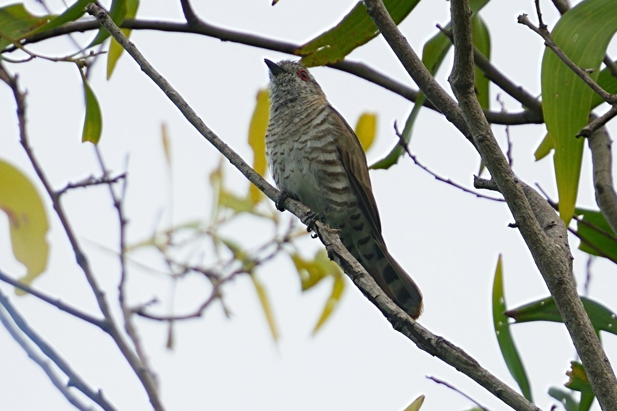 アカメテリカッコウ - ML643644378