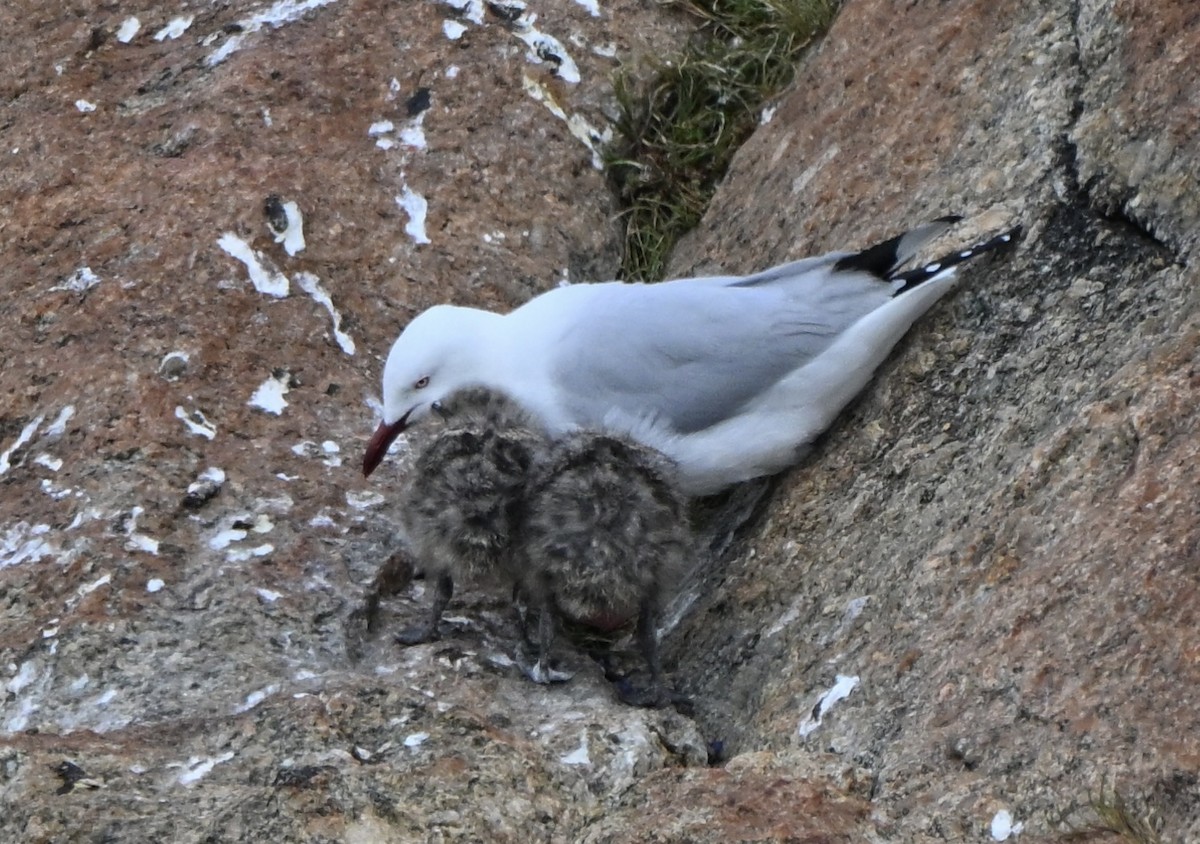 Silver Gull - ML643644382