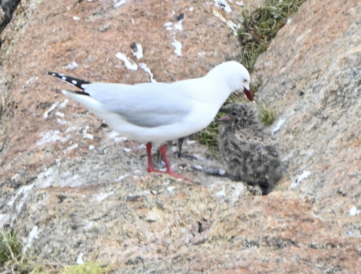 Silver Gull - ML643644391