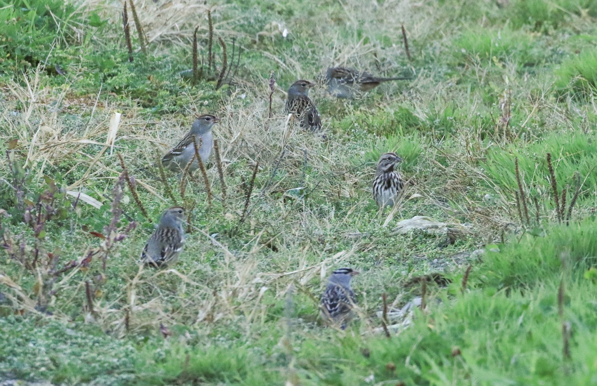 Bruant à couronne blanche - ML643644409