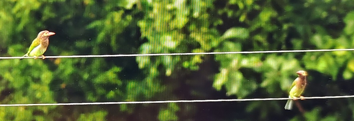 Brown-headed Barbet - ML643644411