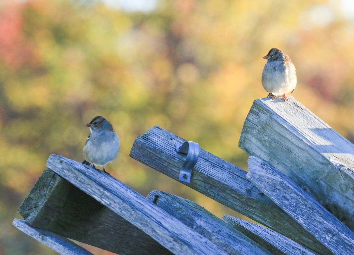 Bruant à couronne blanche - ML643644414