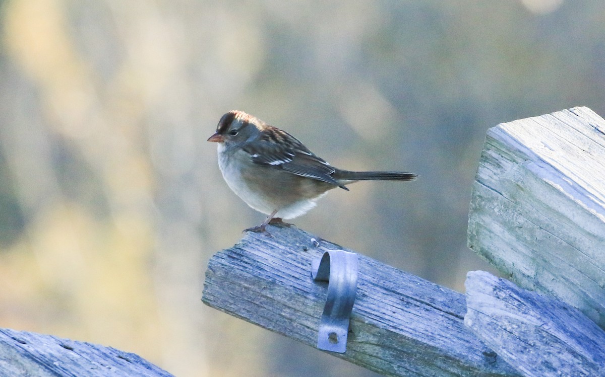 Bruant à couronne blanche - ML643644416