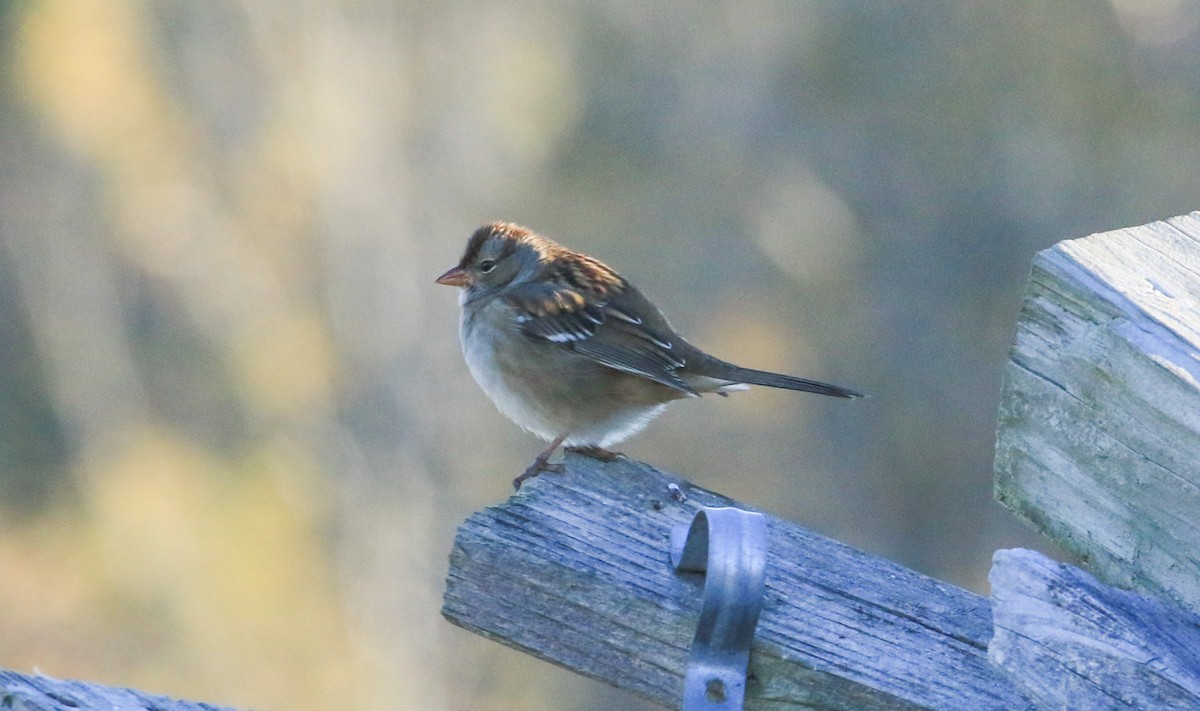 Bruant à couronne blanche - ML643644420