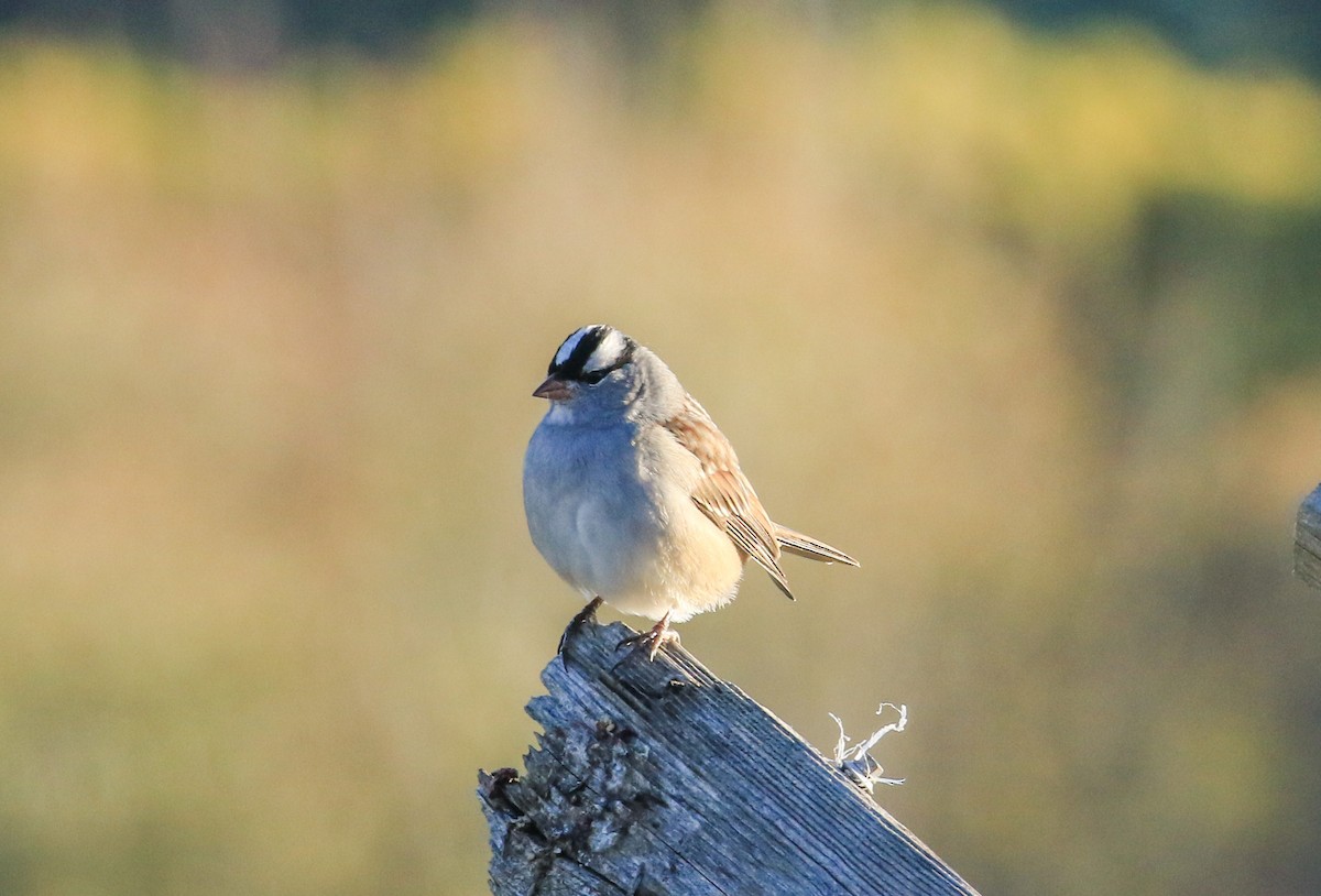 Bruant à couronne blanche - ML643644421