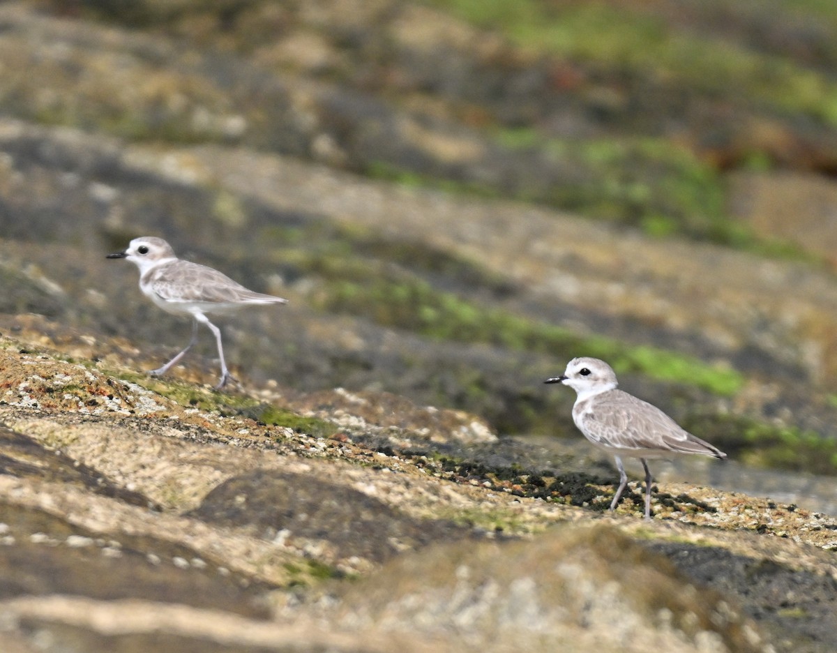 White-faced Plover - ML643644426