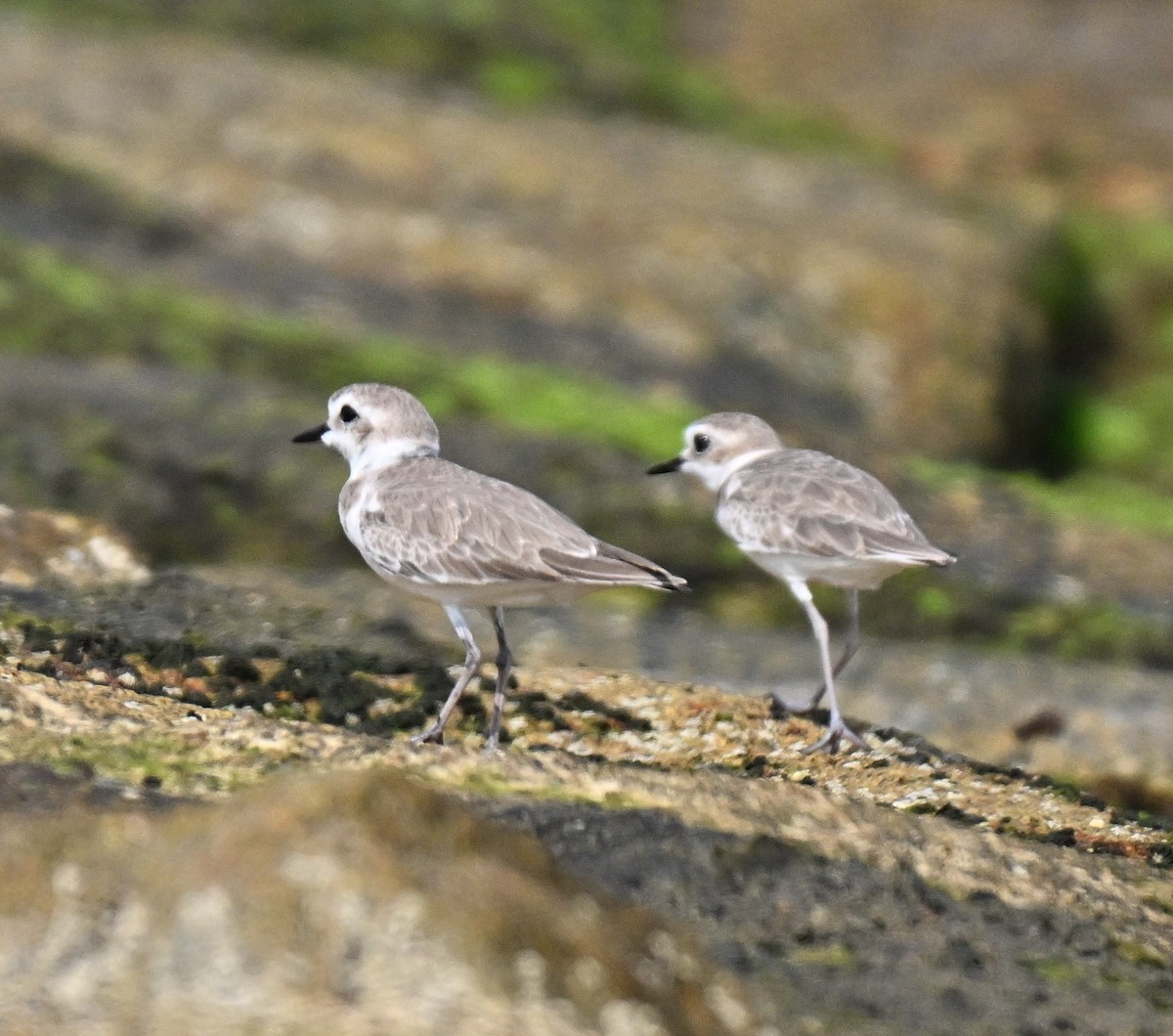 White-faced Plover - ML643644427