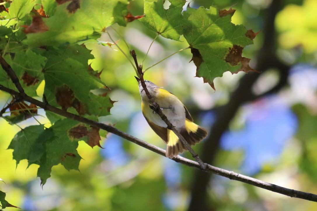 American Redstart - ML643644428