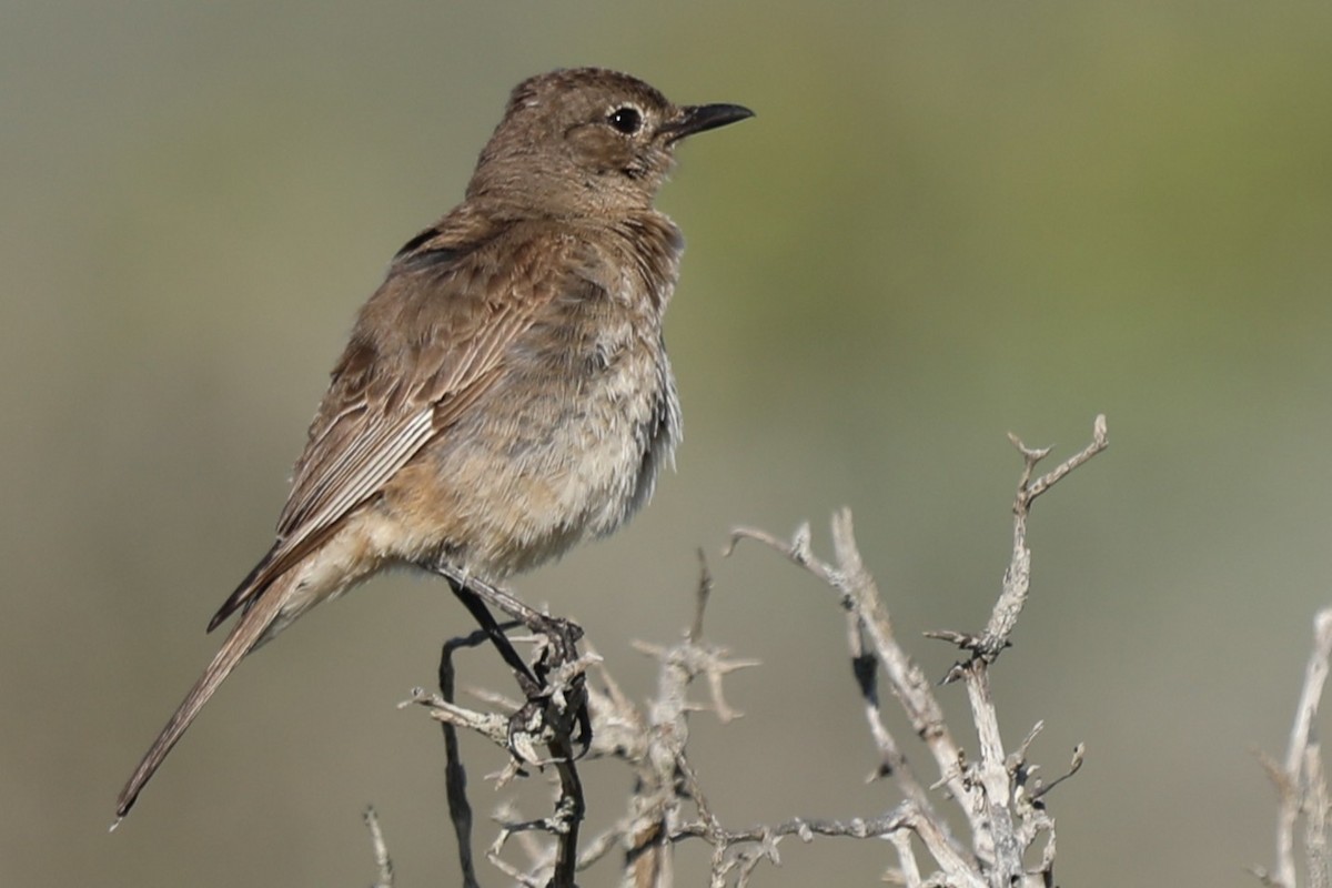 Karoo Chat - ML643644457