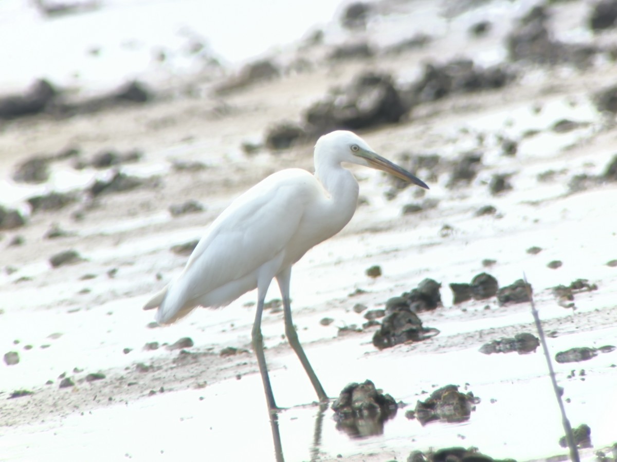 Chinese Egret - ML643644487