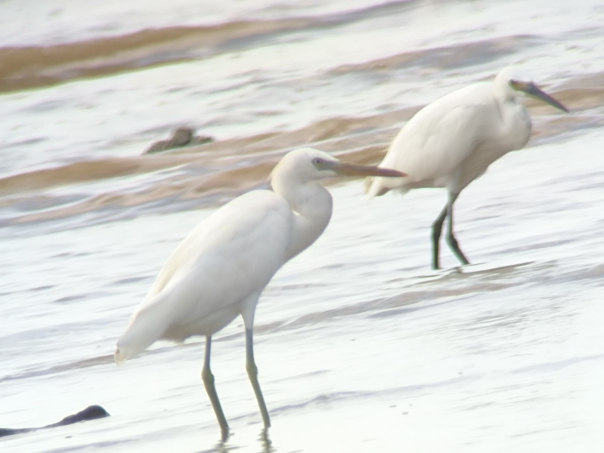 Chinese Egret - ML643644488