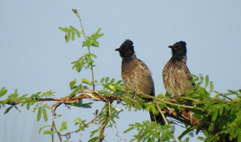 Red-vented Bulbul - ML643644496