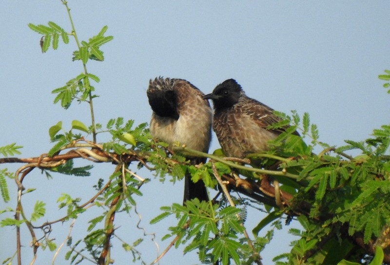 Red-vented Bulbul - ML643644497