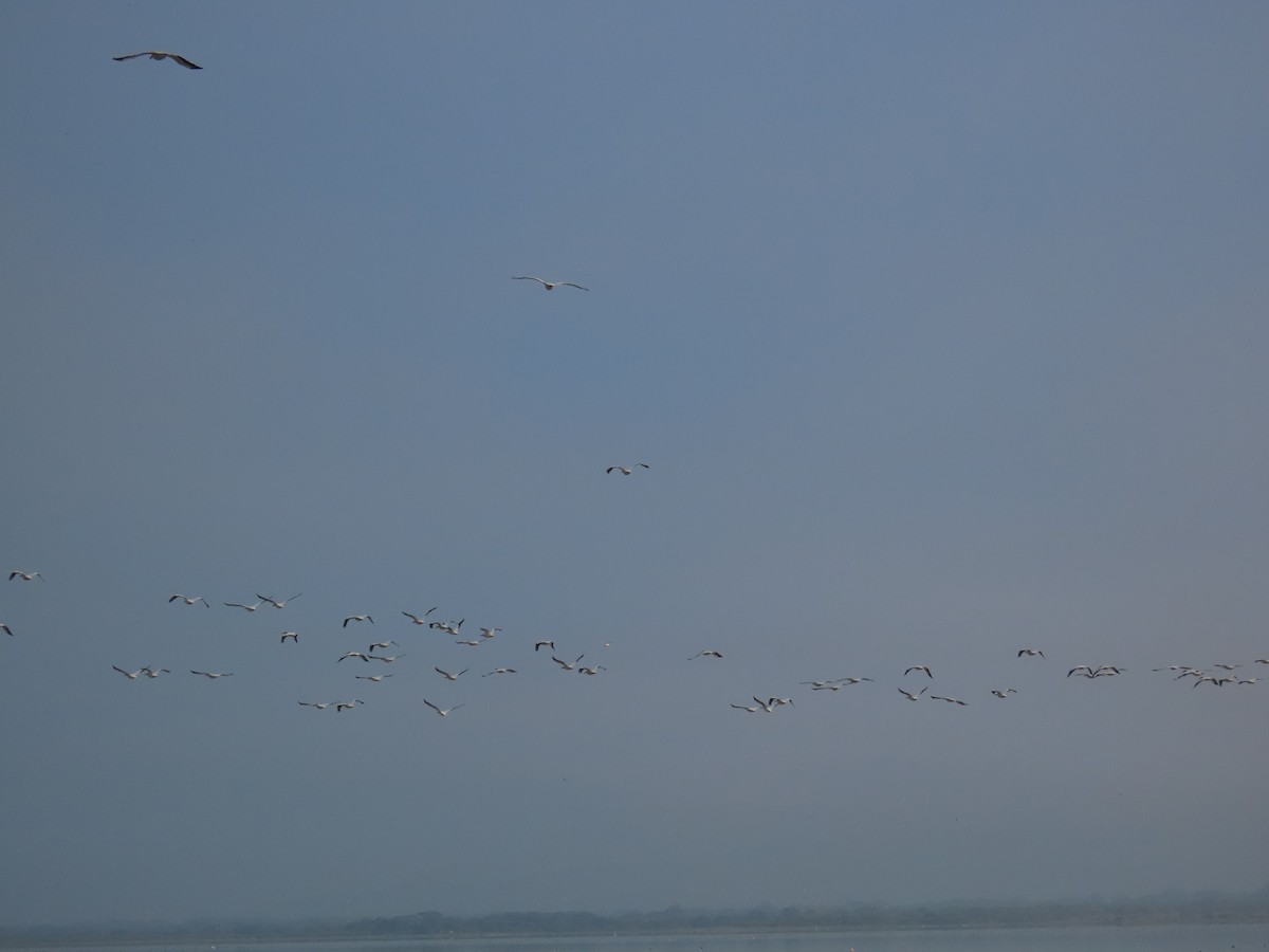 American White Pelican - ML643644500