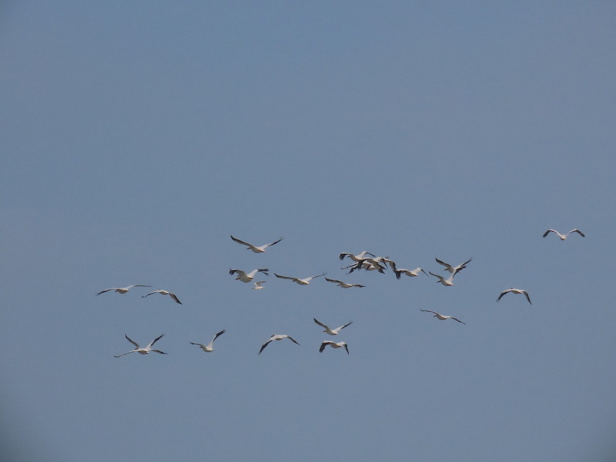 American White Pelican - ML643644502