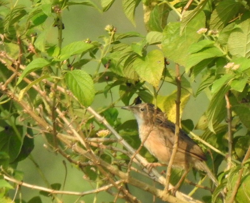 Common Babbler - ML643644503