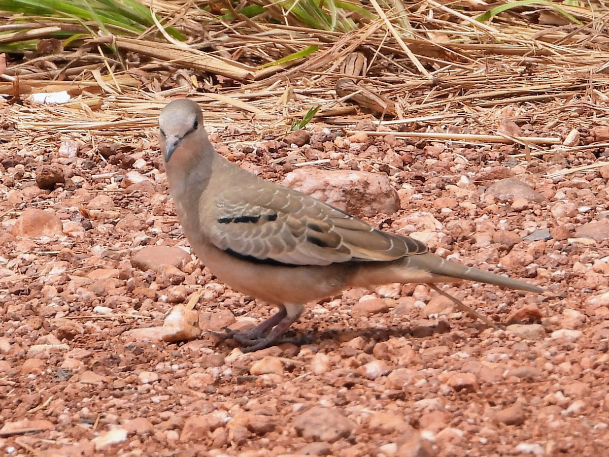 Picui Ground Dove - ML643644508