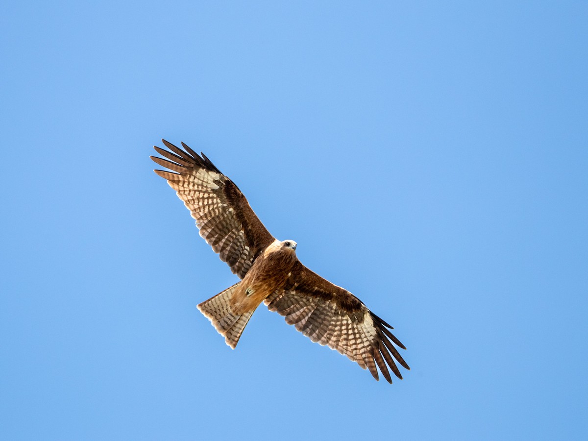 Black Kite - ML643644509