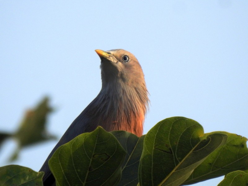 Chestnut-tailed Starling - ML643644512