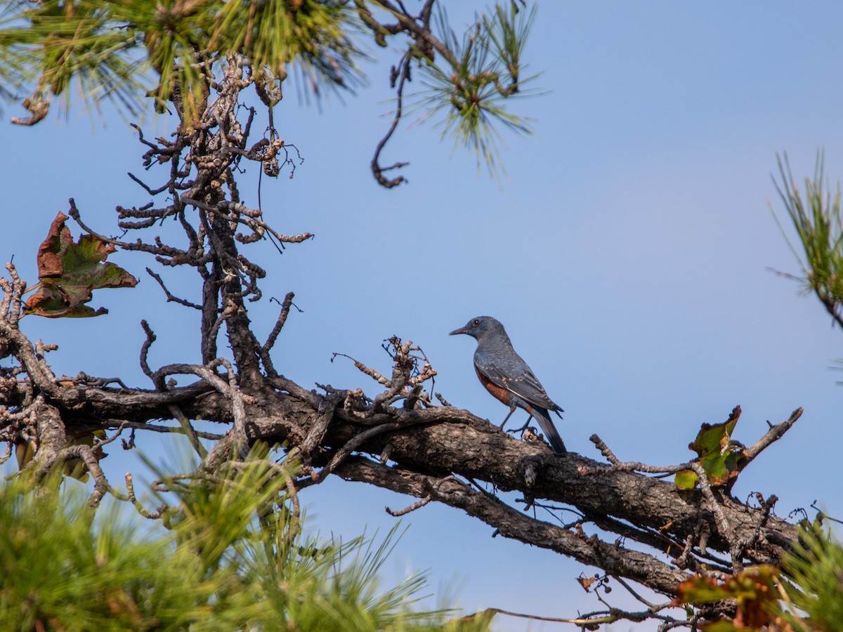 Blue Rock-Thrush - ML643644513