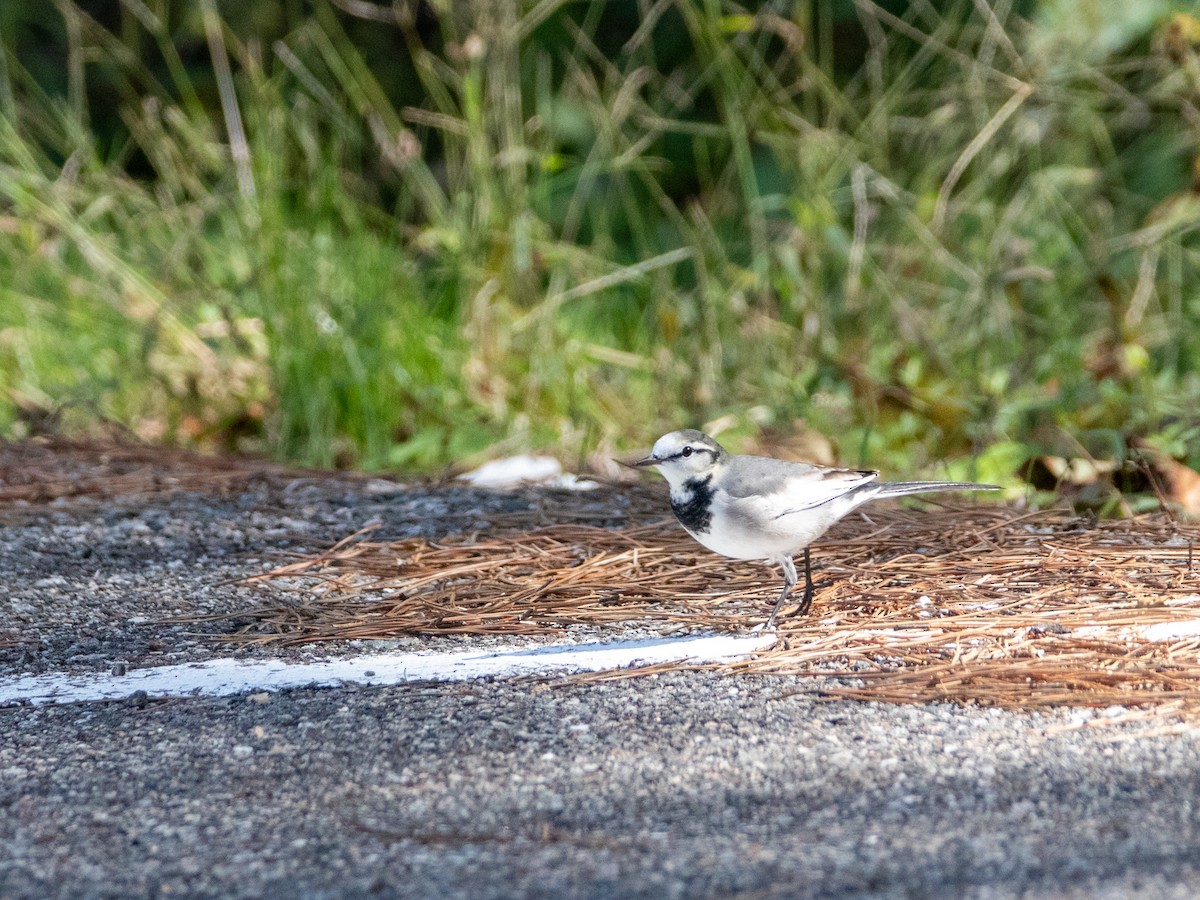 White Wagtail - ML643644516