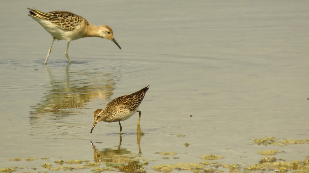 美洲尖尾濱鷸 - ML643644520