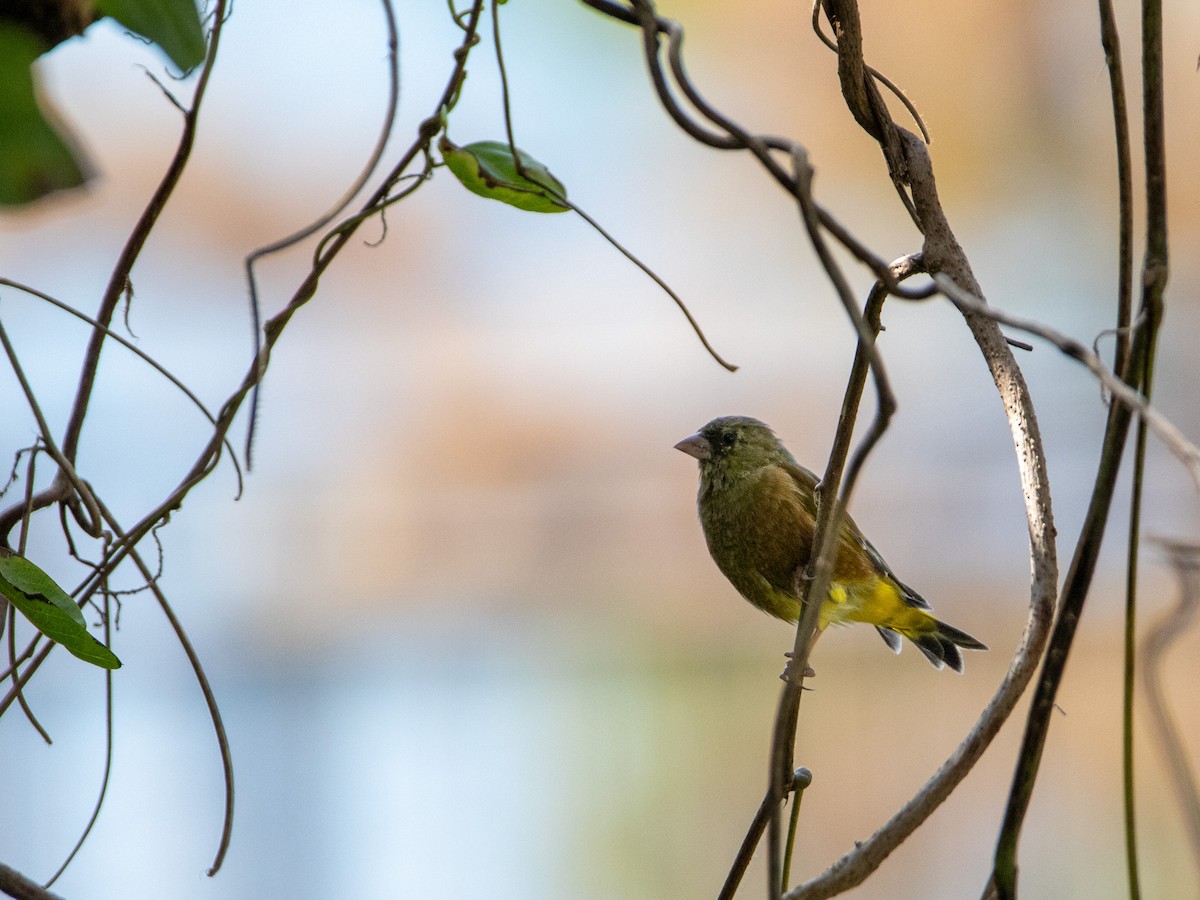 Oriental Greenfinch - ML643644522