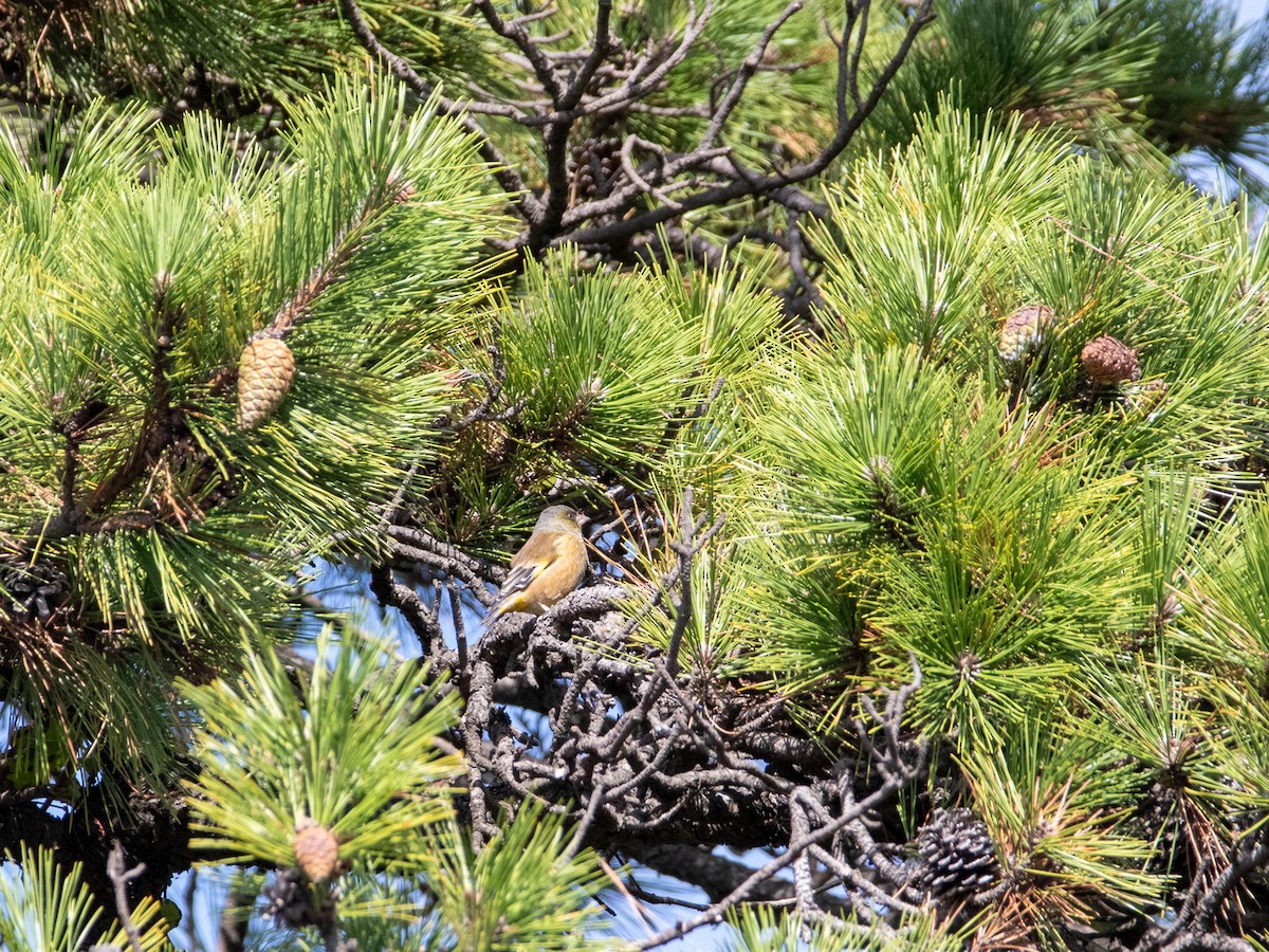 Oriental Greenfinch - ML643644523