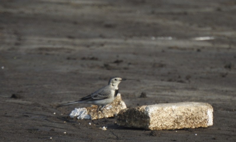 White Wagtail - ML643644525