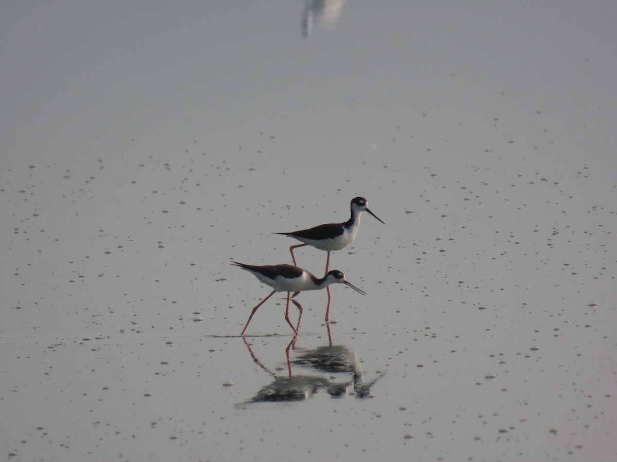 Black-necked Stilt - ML643644528
